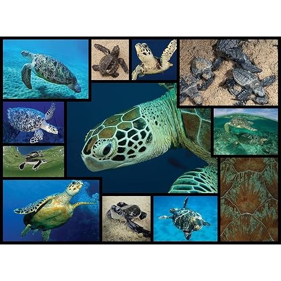Dark Slate Gray WWF082 1000pcs Marine Turtles Puzzle Nairobi Toys House K Limited 916YrD-iZOL._AC_SX569.jpg Games and Puzzles